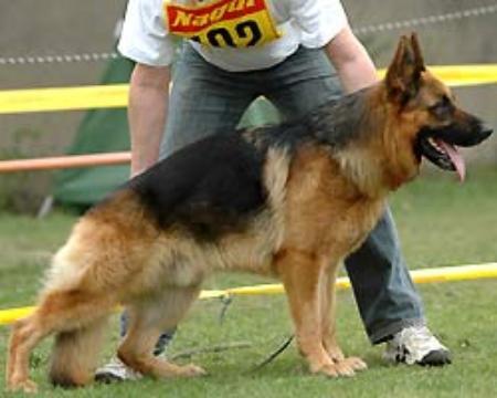 V Bred delle Terre Matildiche