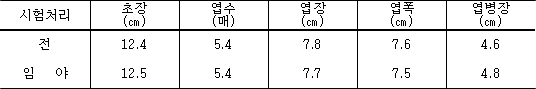 익모초 정식묘의 크기