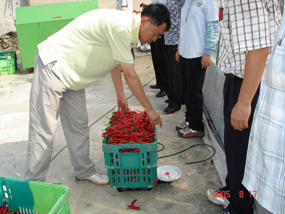 홍고추 20kg 계량