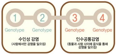 E형 간염의 특징은 인수공통 전염병이라는 점이다 ⓒ 분당서울대병원