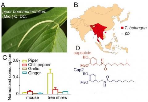 A. 동남아시아에 자생하는 후추속 식물 한 종(학명 Piper boehmeriaefolium. 이하 pb)의 모습이다. B. pb(가로선)와 나무두더지(T. belangen. 빨간색)는 분포지역이 겹친다. C. 나무두더지(tree shrew)는 유독 이 식물(piper)을 좋아하고 고추(chilli pepper)도 좀 먹지만 생쥐(mouse)는 둘 다 피한다. 한편 마늘(garlic)과 생강(ginger)은 둘 다 피한다. D. pb에는 캅사이신과 비슷한 분자(캅2)가 들어있다. 나무두더지는 캅2의 매운맛을 느끼지 못하게 진화해 pb을 먹이로 삼는 데 성공했다.  ⓒ 플로스 생물학