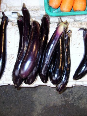 흔히 먹는 가지는 독성이 없지만 일부 가짓과 식물은 독성이 있다. ⓒ 박지욱 / ScienceTimes