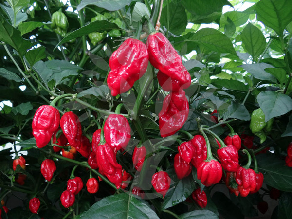 http://www.seminka-chilli.cz/fotografie/max/naga-viper-pepper-133-2.jpg