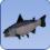 Salmon Salmon