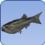 Anchovy Anchovy