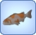 Ochiba Koi Ochiba Koi