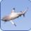 Shark Shark