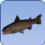 Rainbow Trout Rainbow Trout