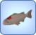 Tancho Koi Tancho Koi