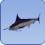 Swordfish Swordfish