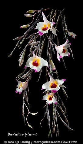 Dendrobium falconeri. A species orchid