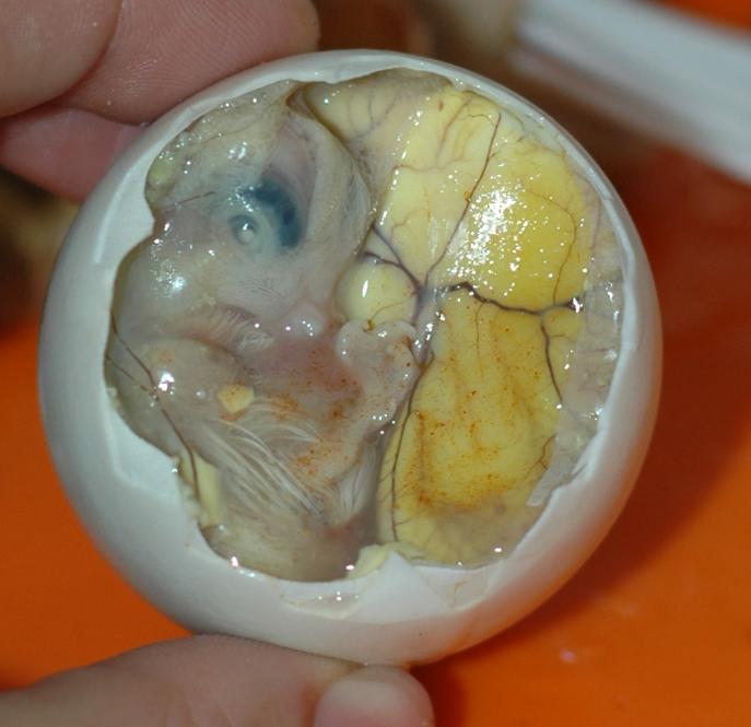 Balut