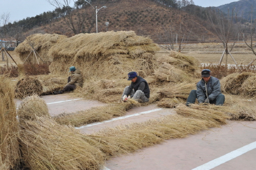 용문면 금당실마을.. '초가지붕 이엉잇기 작업 한창'