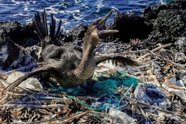 ガラパゴス諸島固有の動物相、プラスチック微粒子が脅威に