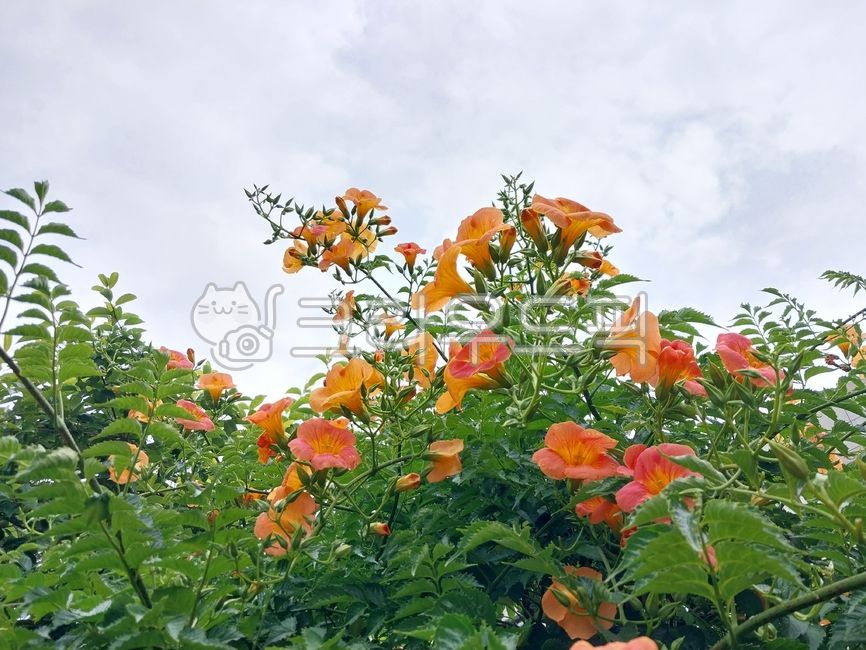 chinesetrumpetcreeper, trumpetvine, campsisradicans, 꽃, 능소화,  사진,이미지,일러스트,캘리그라피 - 오작교작가