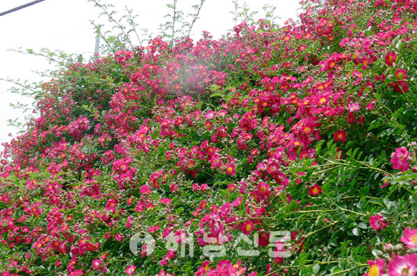 붉은 찔레꽃 보셨어요? < 여성·교육·문화 < 기사본문 - 해남신문