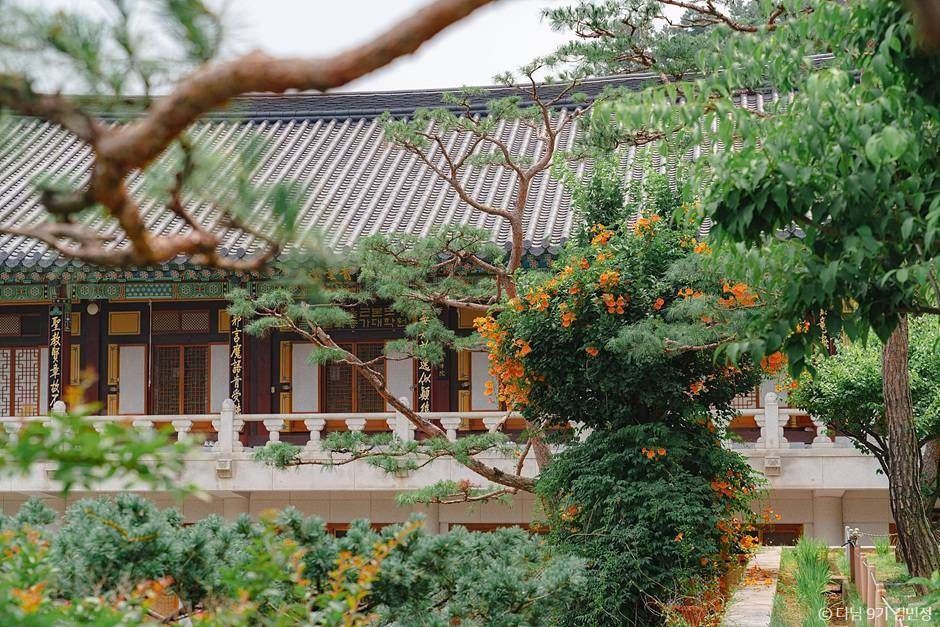 꽃캉스족 주목! 2025 제주 여름, '능소화'에 미치면 인생이 달라진다? < 국내여행 < 기사본문 - 여행픽