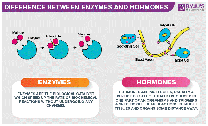 Difference Between Enzymes and Hormones Difference Between Enzymes and Hormones