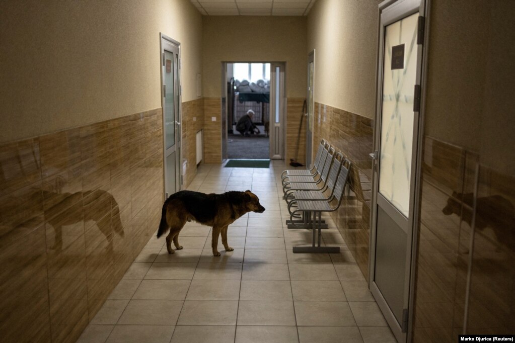  A dog stands in front of an operating room while a medical team performs surgery on a Ukrainian soldier in a hospital in Kramatorsk in eastern Ukraine.