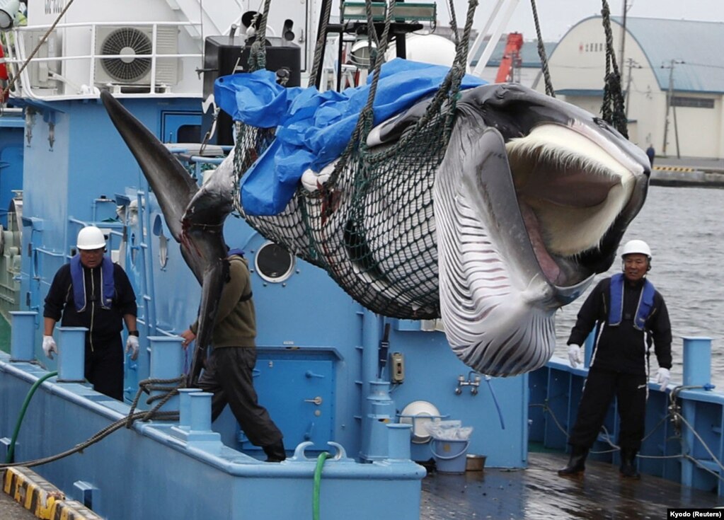 31년 만에 상업 포경을 재개한 일본 어민들이 홋카이도 쿠시로항에서 밍크고래를 하역하고 있다. 일본은 고래 멸종을 막기 위해 연구 목적 이외의 포경을 규제하는 국제포경위원회(IWC)를 7월부로 공식 탈퇴했다.  