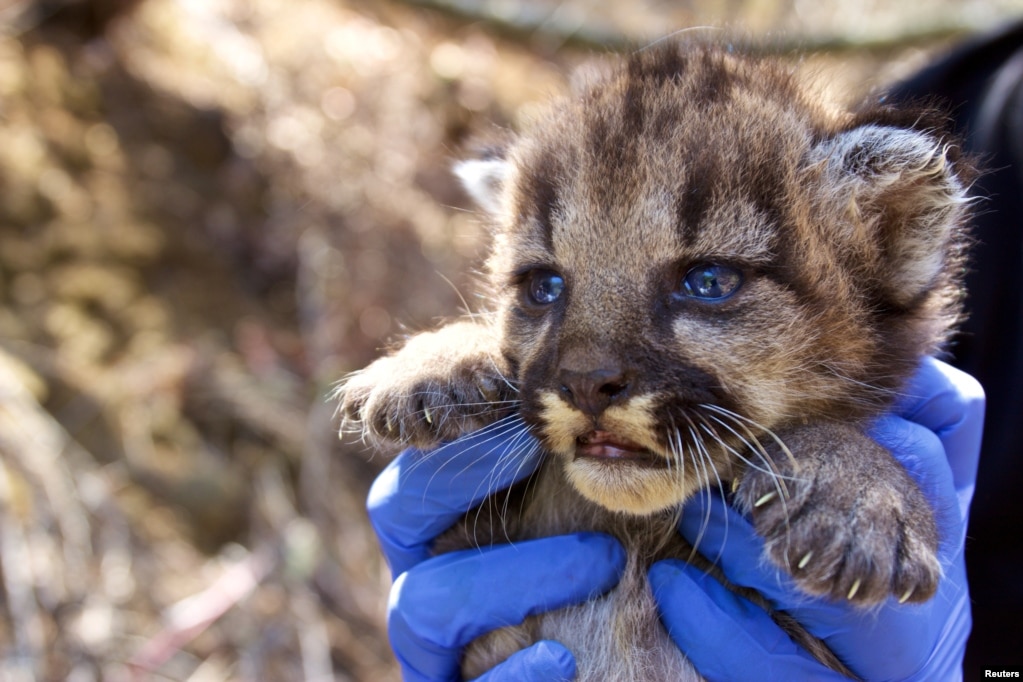 미국 국립공원관리청이 지난달 캘리포니아주 산타모니카산맥 외딴 지역에서 발견된 새끼 퓨마를 공개했다.