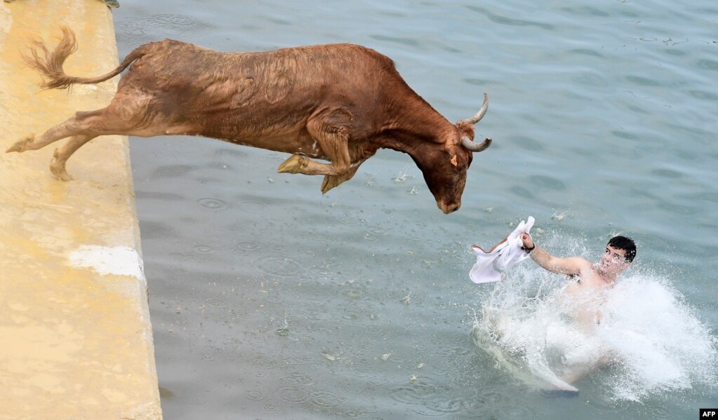 스페인 알리칸테 인근 데이나 항구에서 소몰이 축제 '보우스 아 라 마(Bous a la mar)'가 열린 가운데 황소 한 마리가 바다 속으로 뛰어들고 있다. 