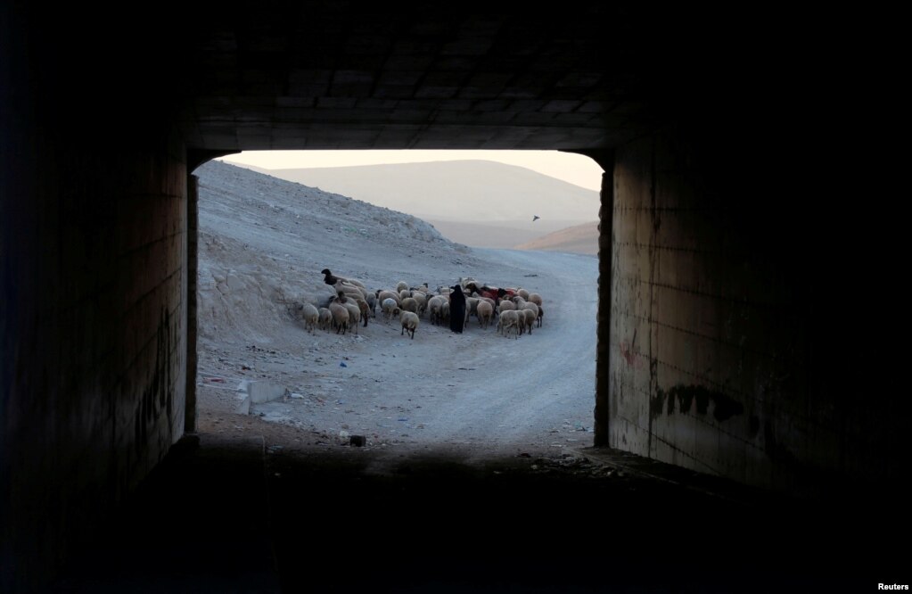요르단강 서안  칸알아마르의 베두인 마을에서 여성이 목동이 양떼를 몰고 있다.