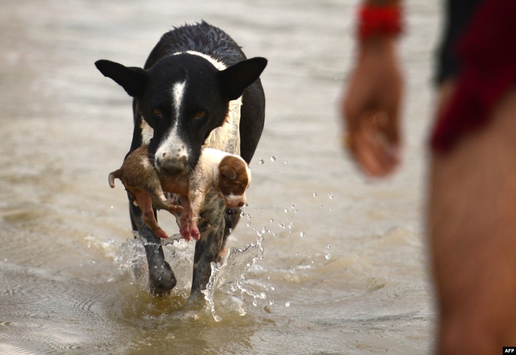 인도 알라하바드 상감에서 갠지스강과 야무나강이 계절성 폭우로 범람했다. 어미개가 새끼를 입에 물고 대피하고 있다.