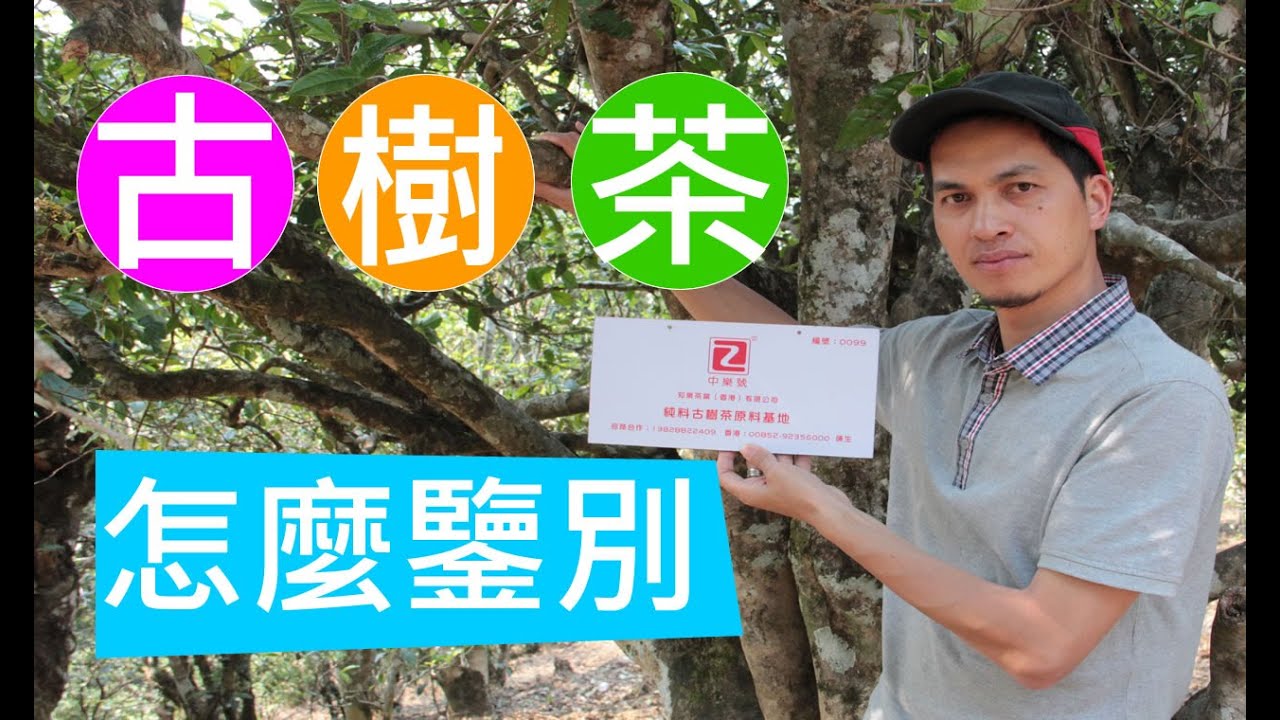 「古樹茶」的圖片搜尋結果
