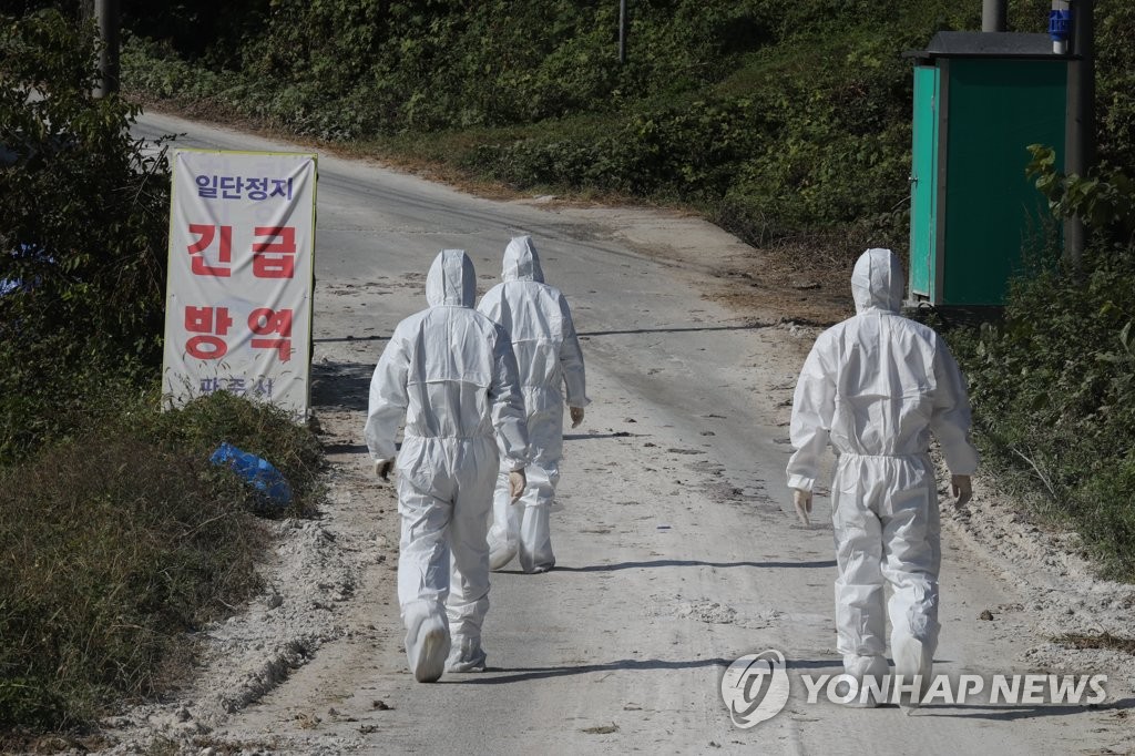 ASF 시료 채취하는 방역당국