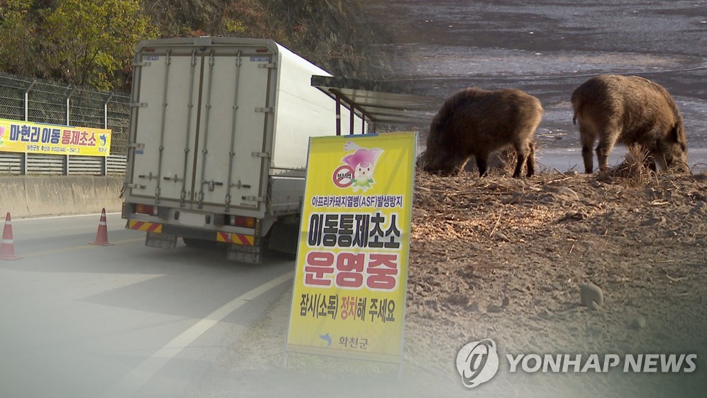 감염 멧돼지 또 발견…발병지 총기 사용 촉구 (CG)