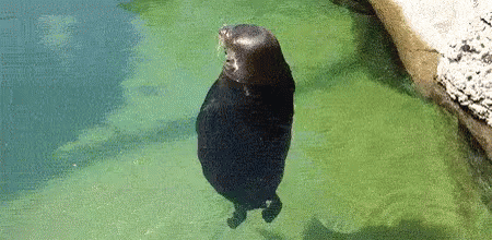 seal gif에 대한 이미지 검색결과