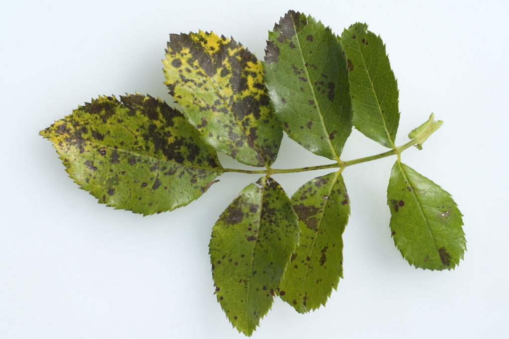 검은 반점 3 장미 잎에 검은 반점