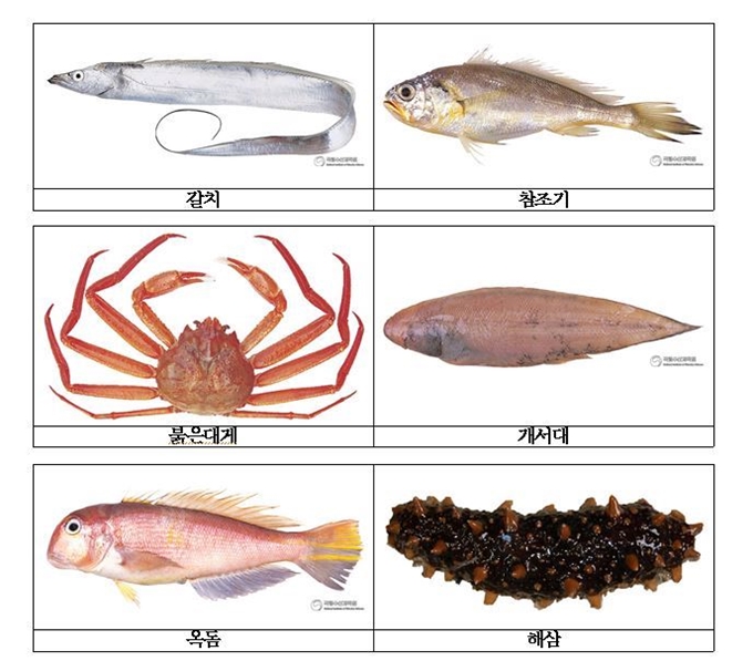 해삼 이미지