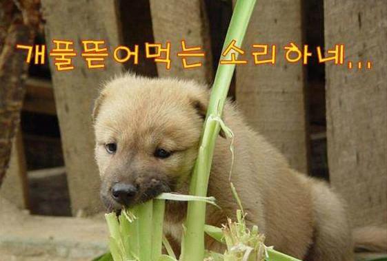 개풀 뜯어먹는 소리에 대한 이미지 검색결과