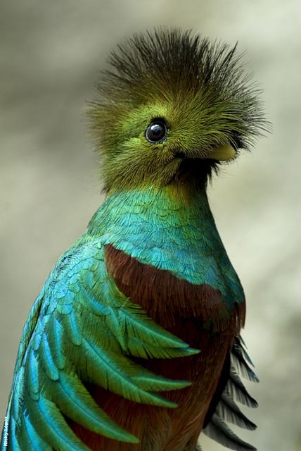 Quetzal of Guatemala.