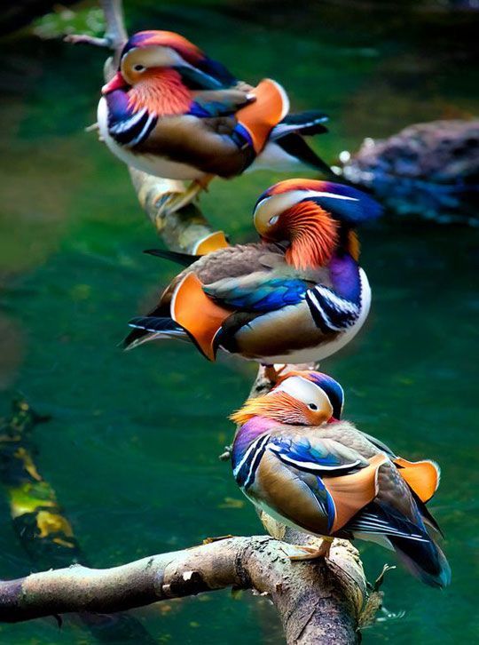 Brilliantly colored, pretty ducks that just made me smile today.
