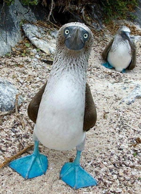 Blue-footed boobie, of course.
