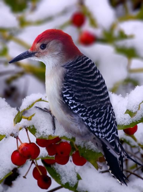 Red Bellied Woodpecker by Ron Jones!