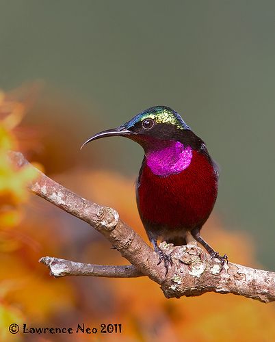 purple-throated sunbird