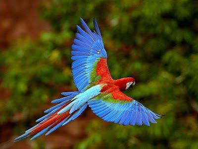 Macaw...