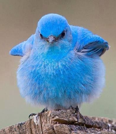 Poofy bluebird