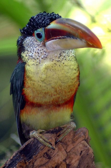 The Curl-crested Aracari (Pteroglossus beauharnaesii) is a South American toucan.