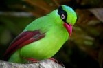 Short-tailed Green Magpie