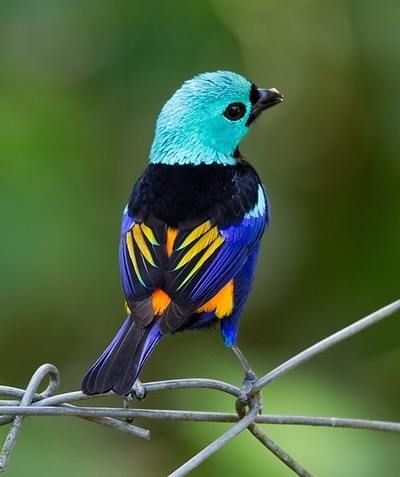 Seven-colored Tanager from Brazil