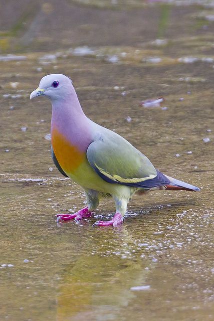 Pink-necked Green Pigeon (S E Asia)