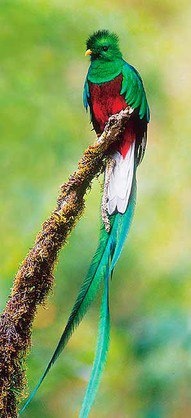 #Quetzal #Amazing #Bird
