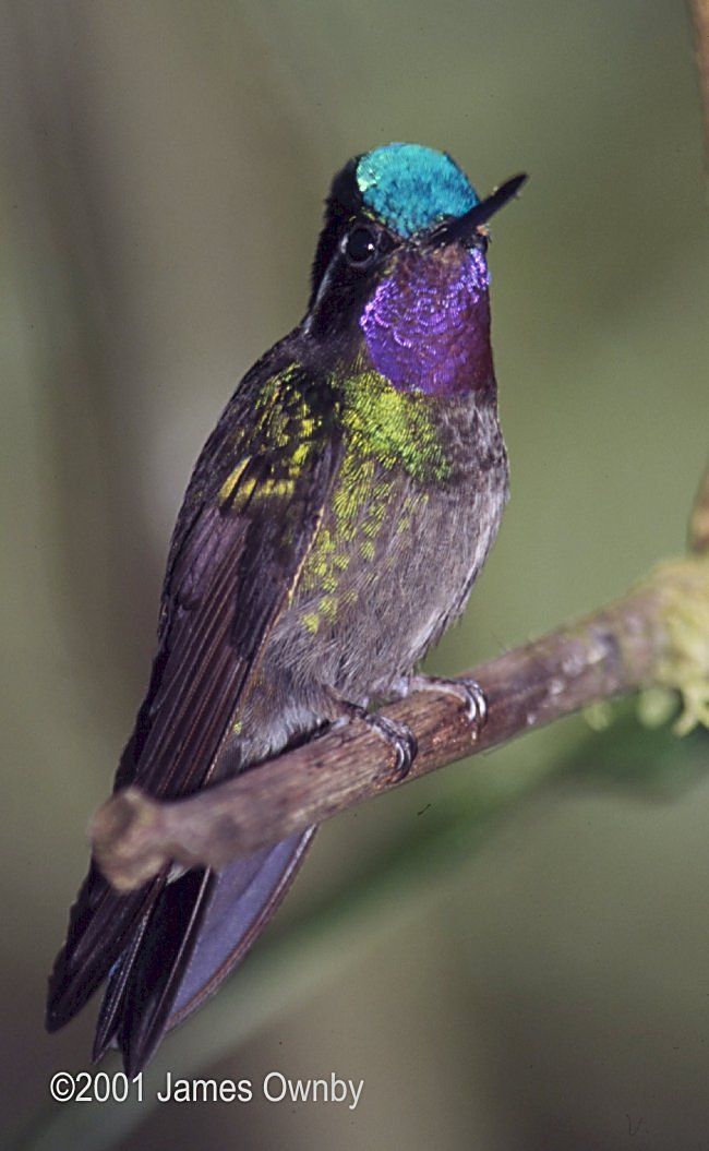 Purple throated Mountain-Gem hummingbird