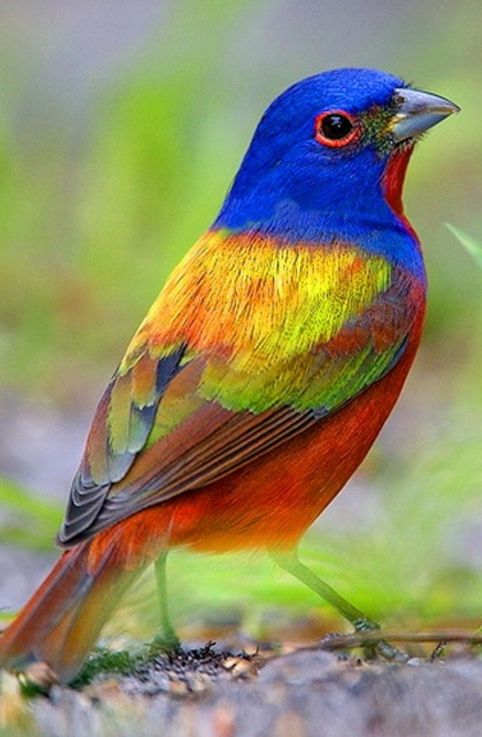 Painted Bunting, spectacular