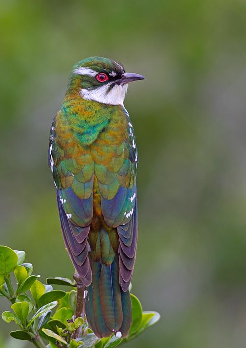 Dideric Cuckoo (Chrysococcyx caprius), Africa    (photo by Gregg Darling)  :)